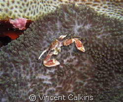 Oshimaʻs Porcelain Crab!  Shot with my Fuji E900 with Ike... by Vincent Calkins 